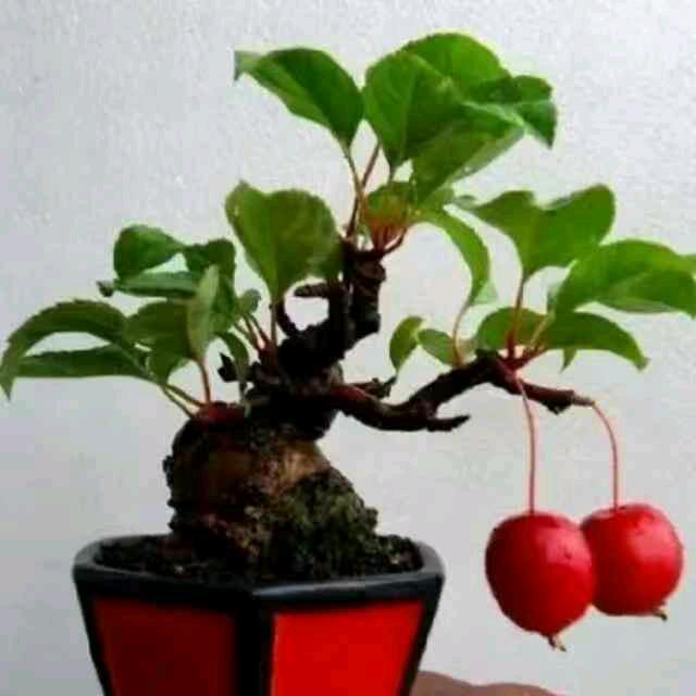 刘教练