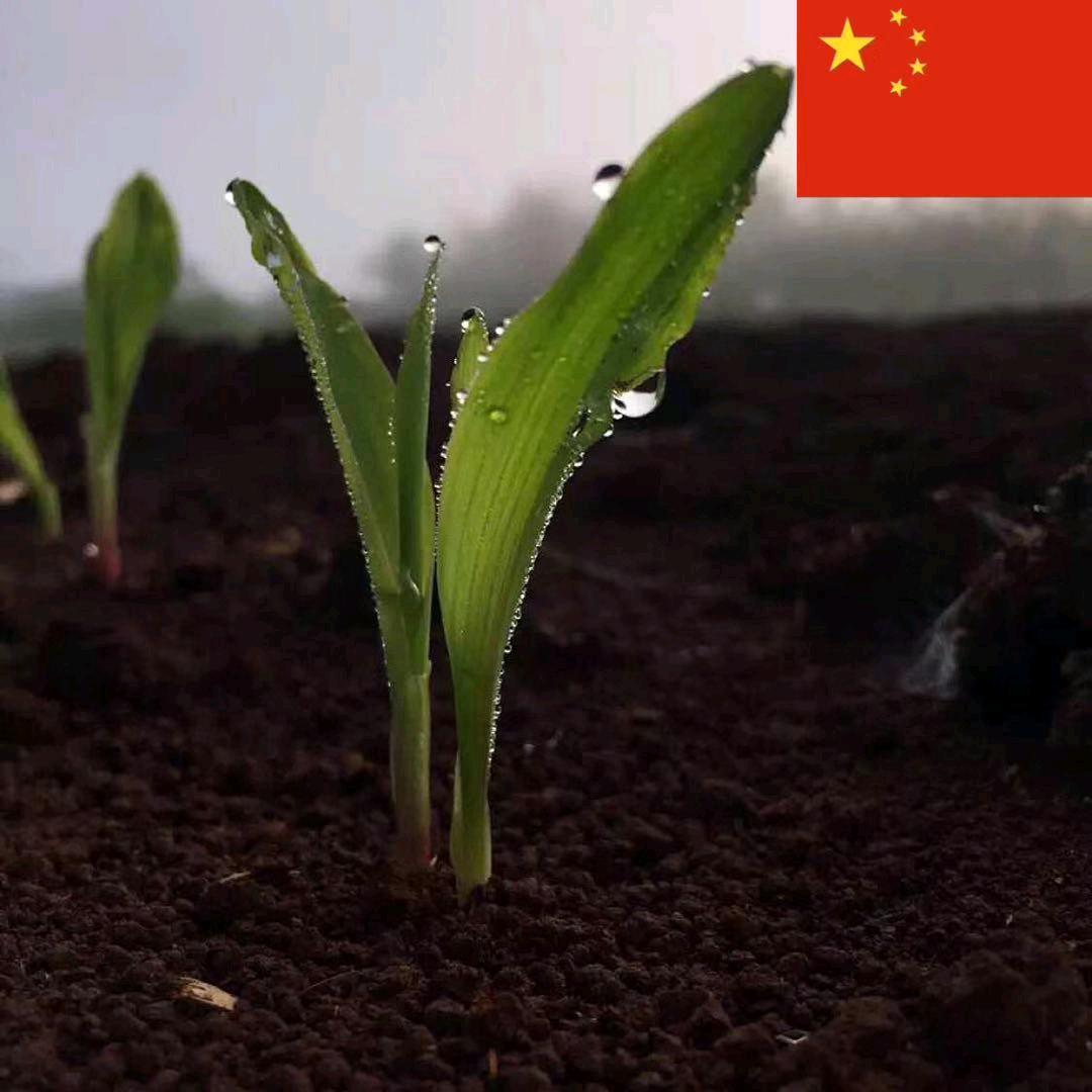 海南大盛