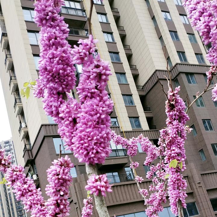 菲妈爱跳舞💃
