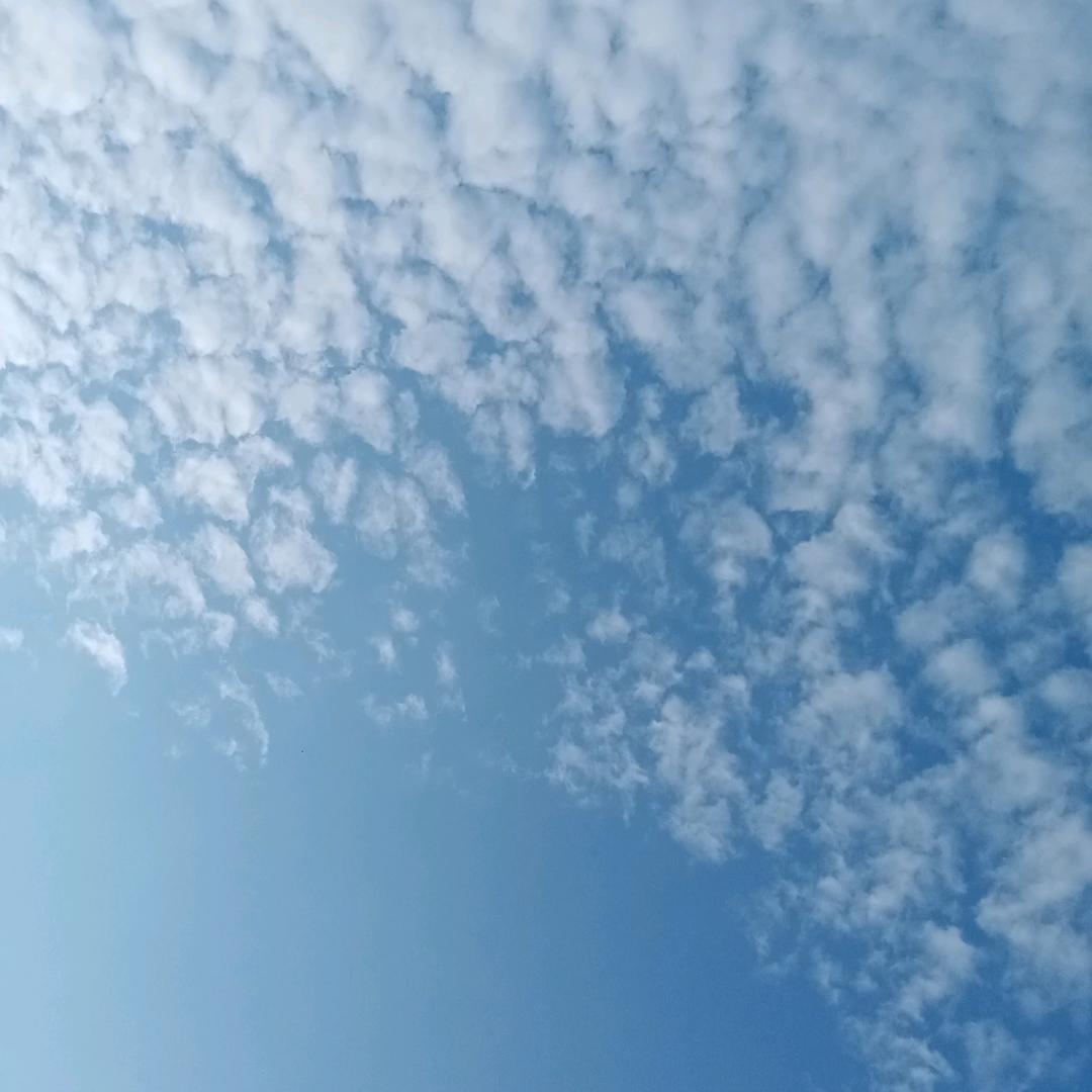 可可
