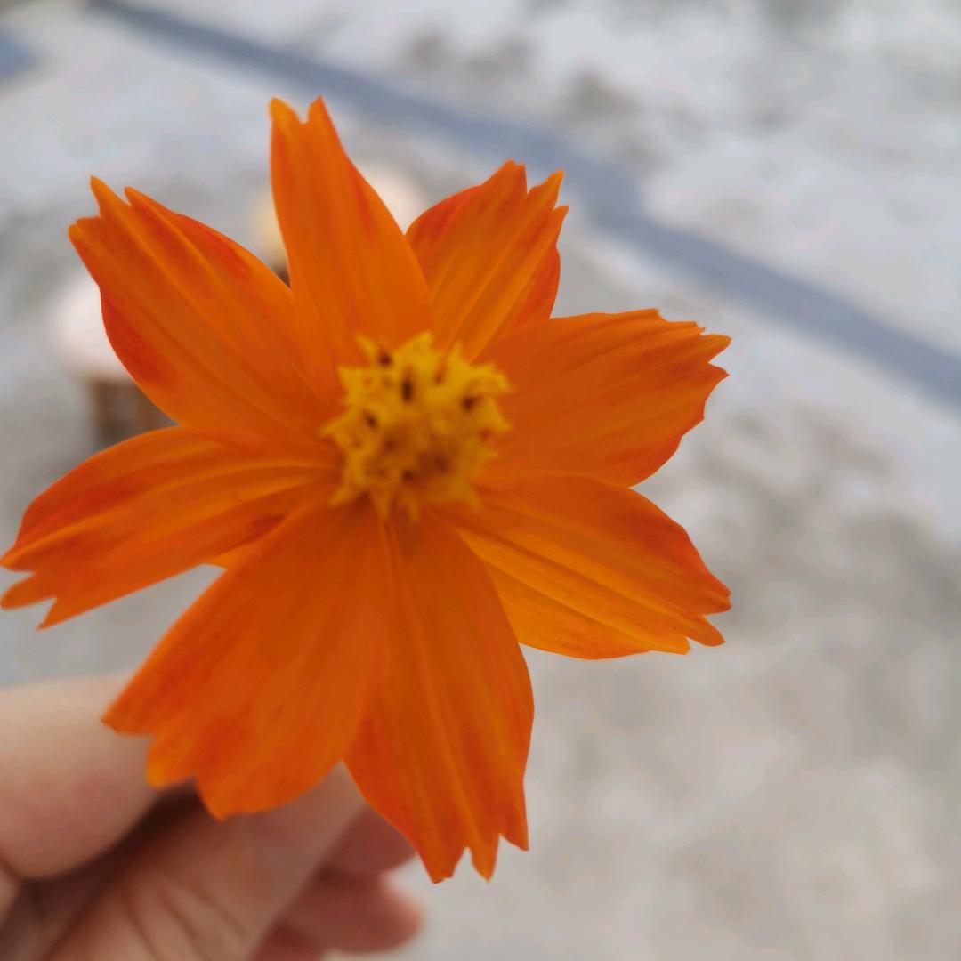 王群