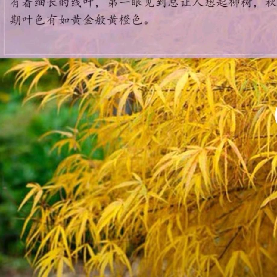 艺枫园