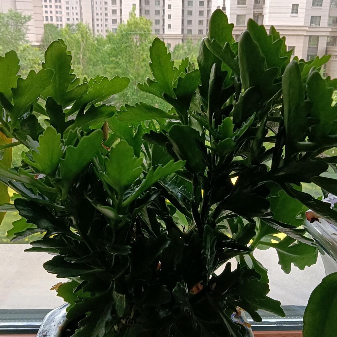 梅花123