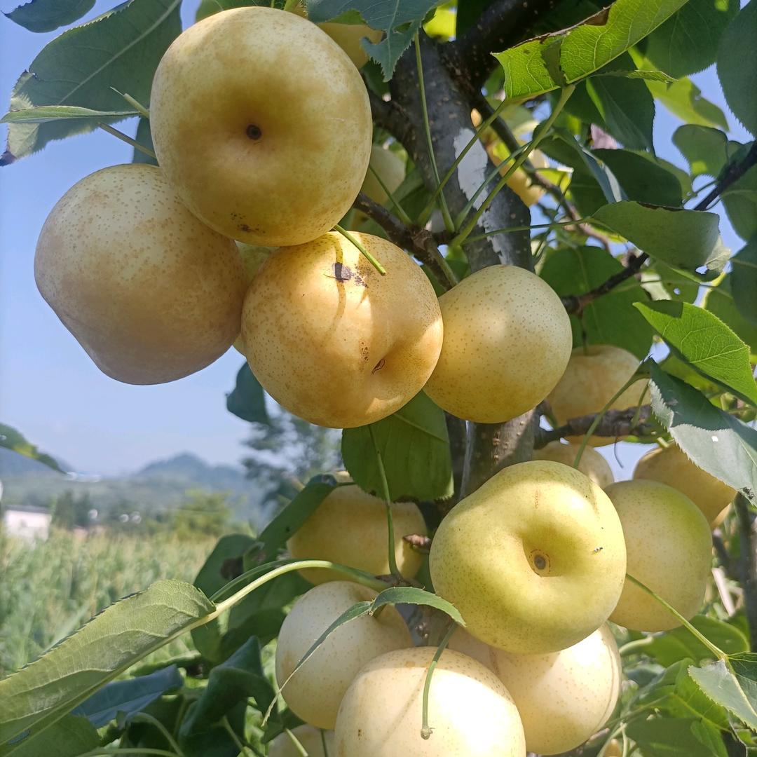 罗仁福