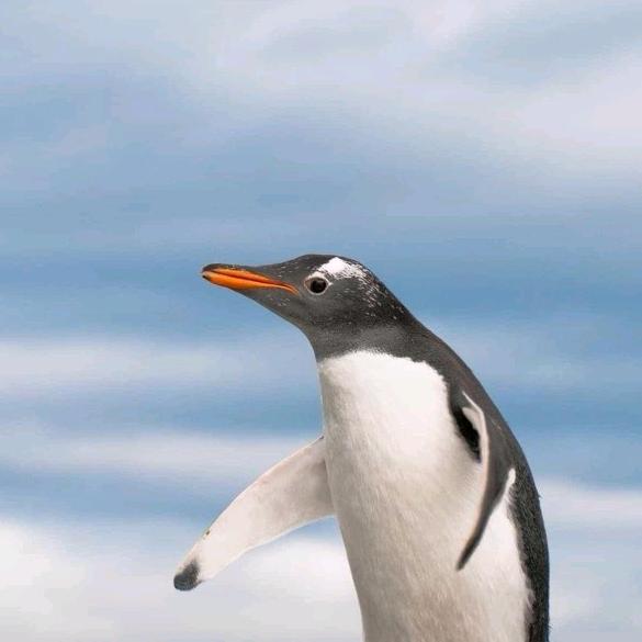 卡卡龙