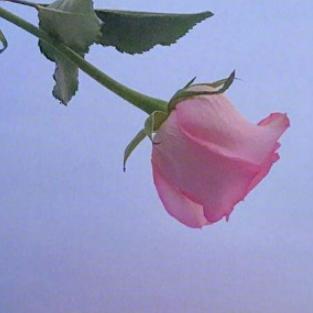 栀子树下的等待🐮