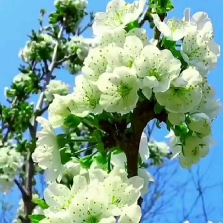 一鸣