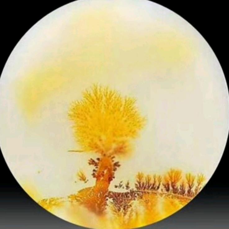 ✨以诚相待✨