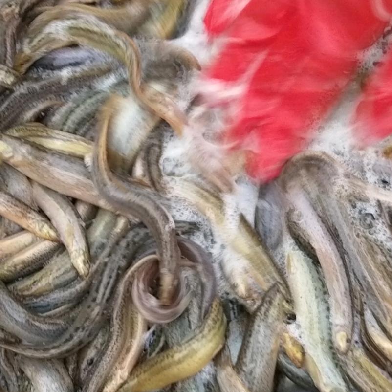 收售泥鳅