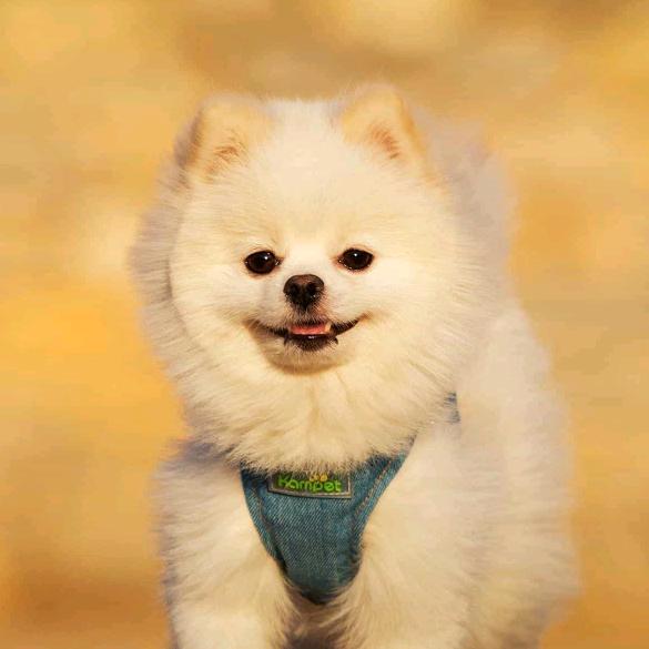 清风a（视频同款在橱窗）