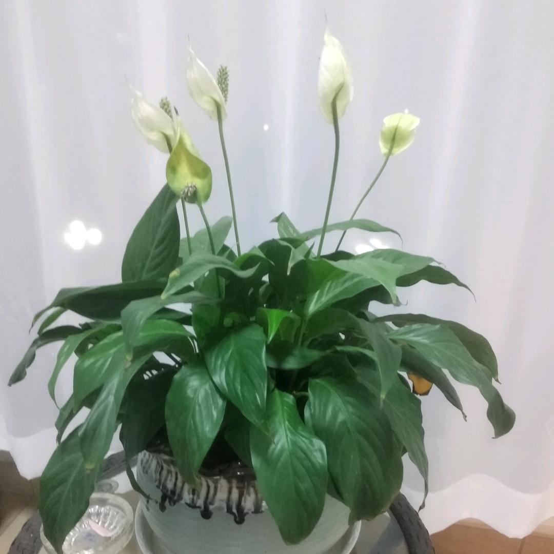 Wsl521125