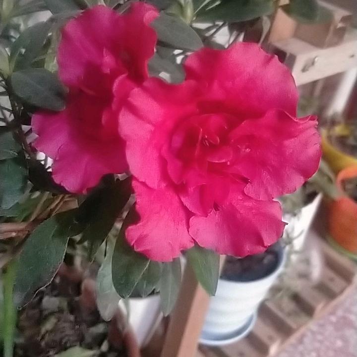 天天开心