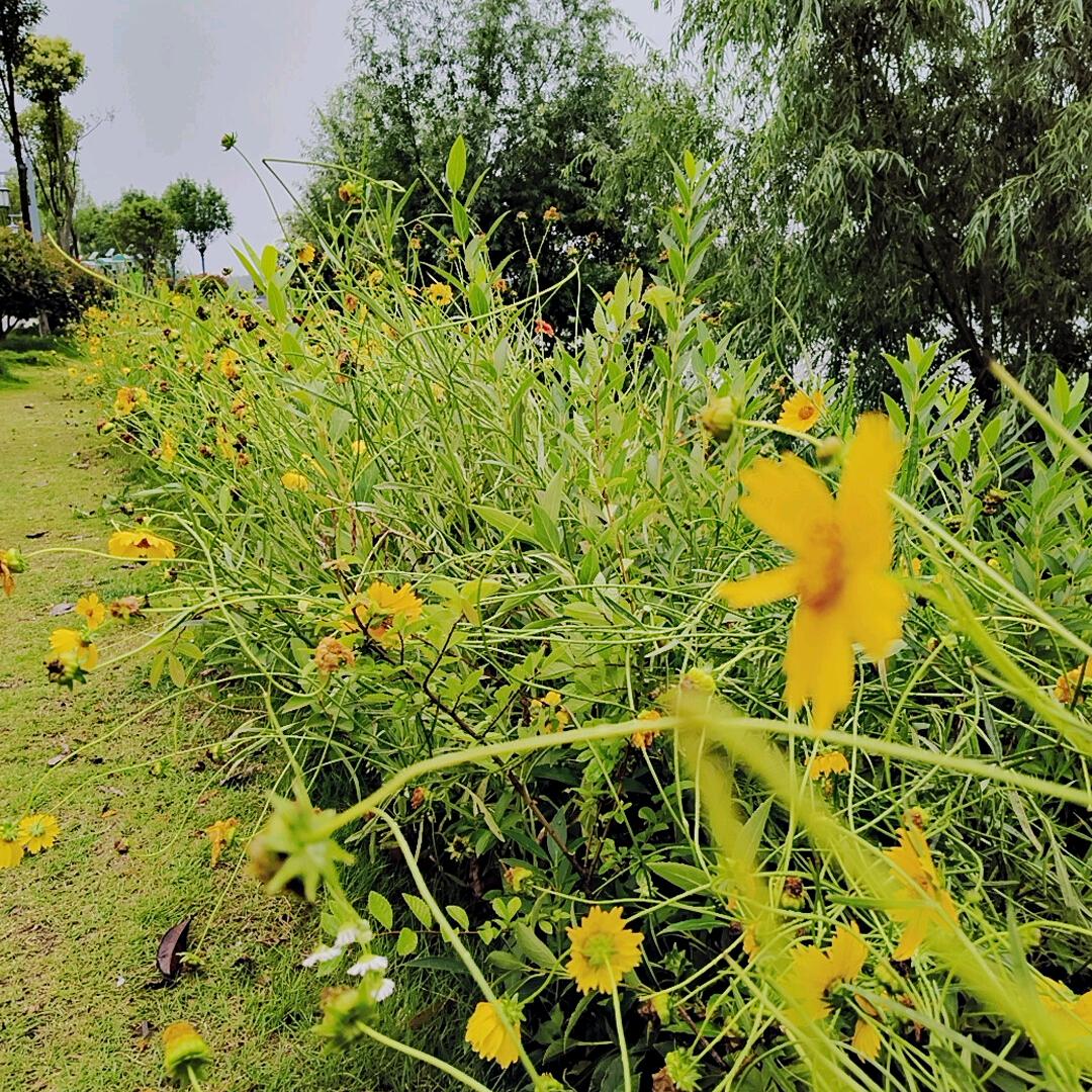 小敏
