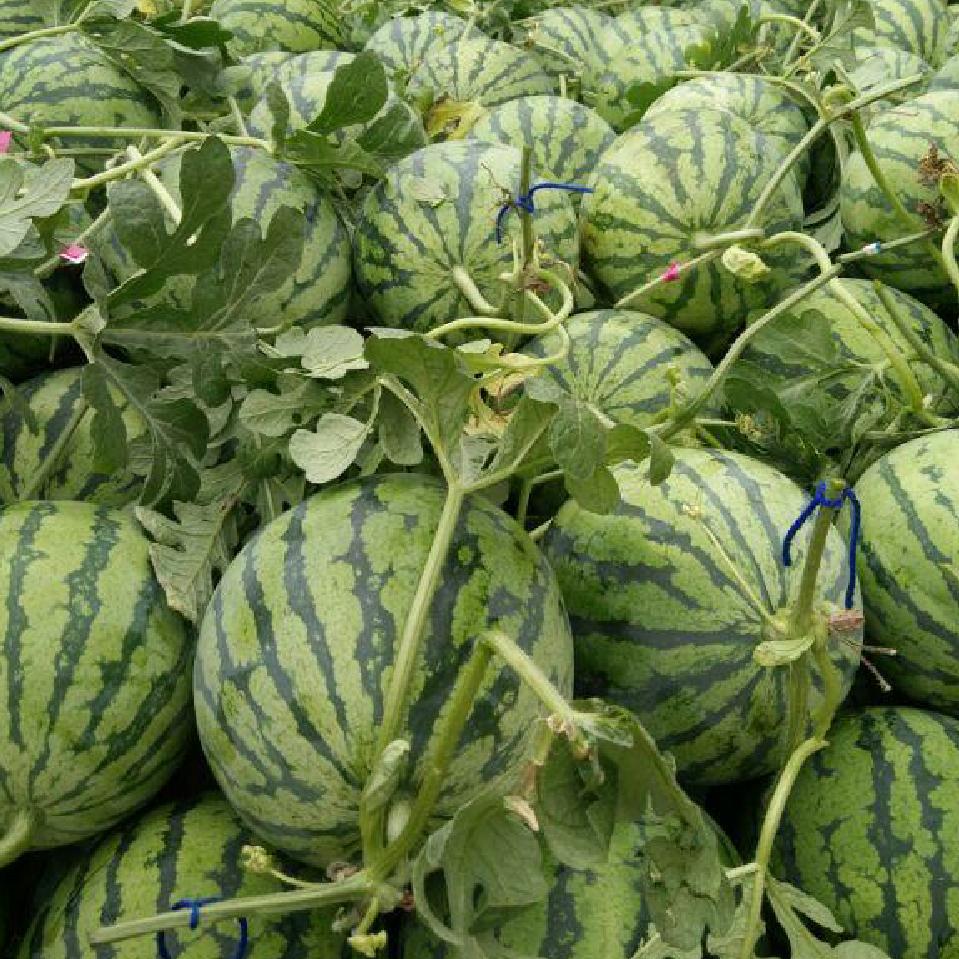 果色添香（天润果业）