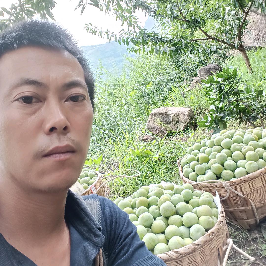 巫山脆李，李子哥。