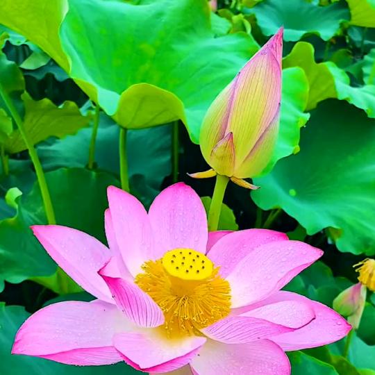 莲花 英语老师