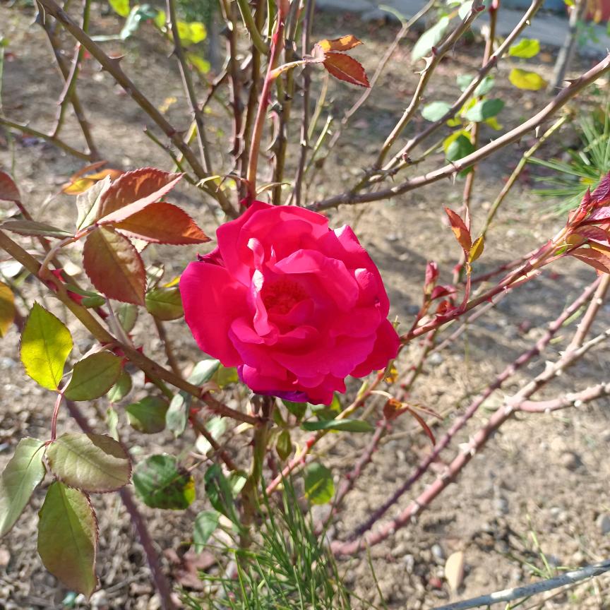 吉祥如意(❤ε❤)