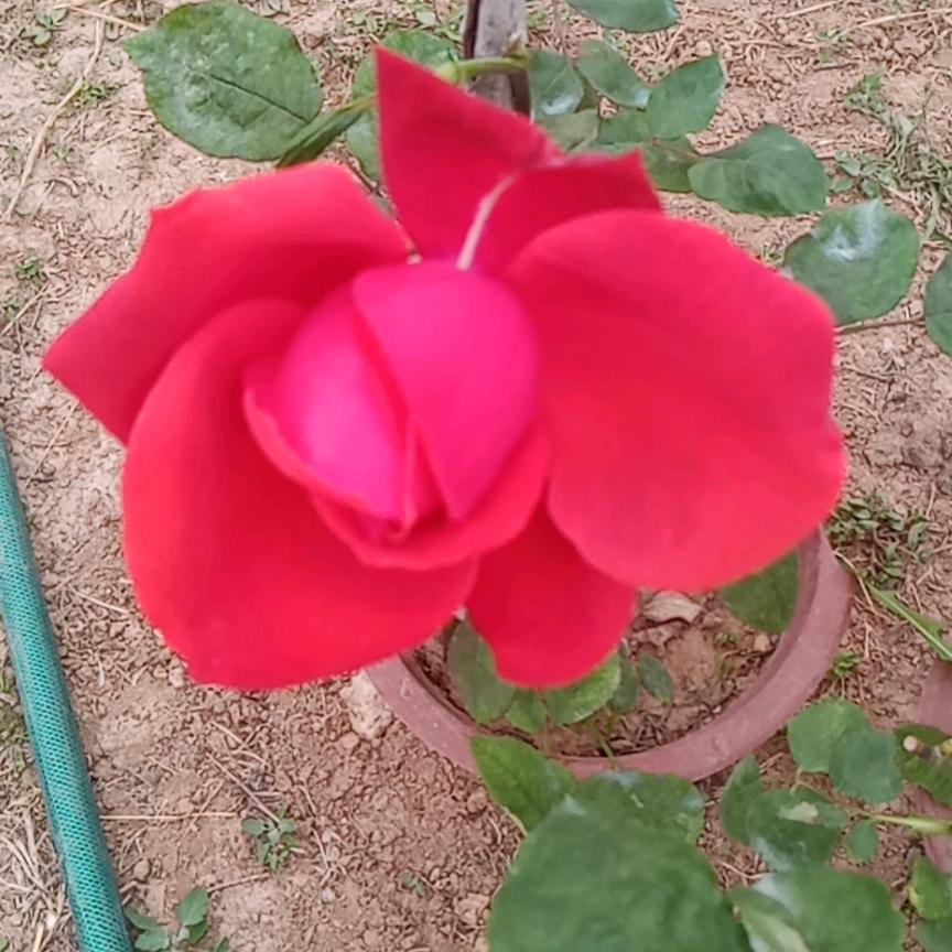 王