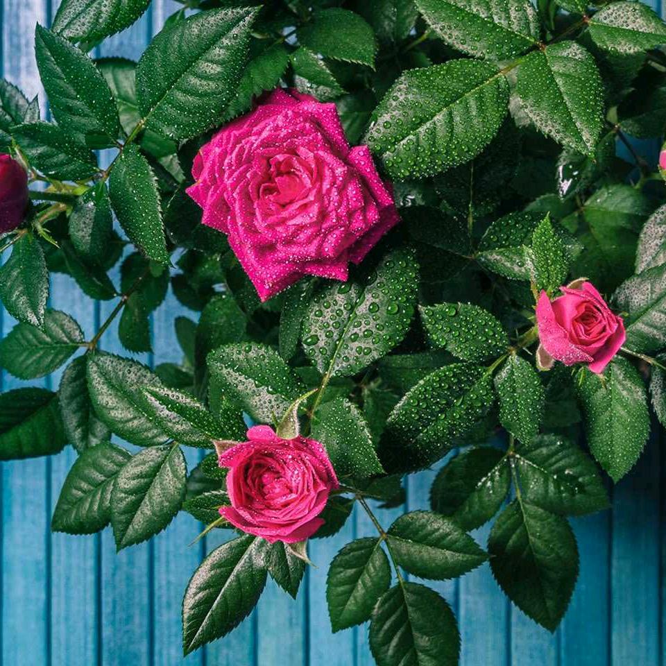 芳芳66