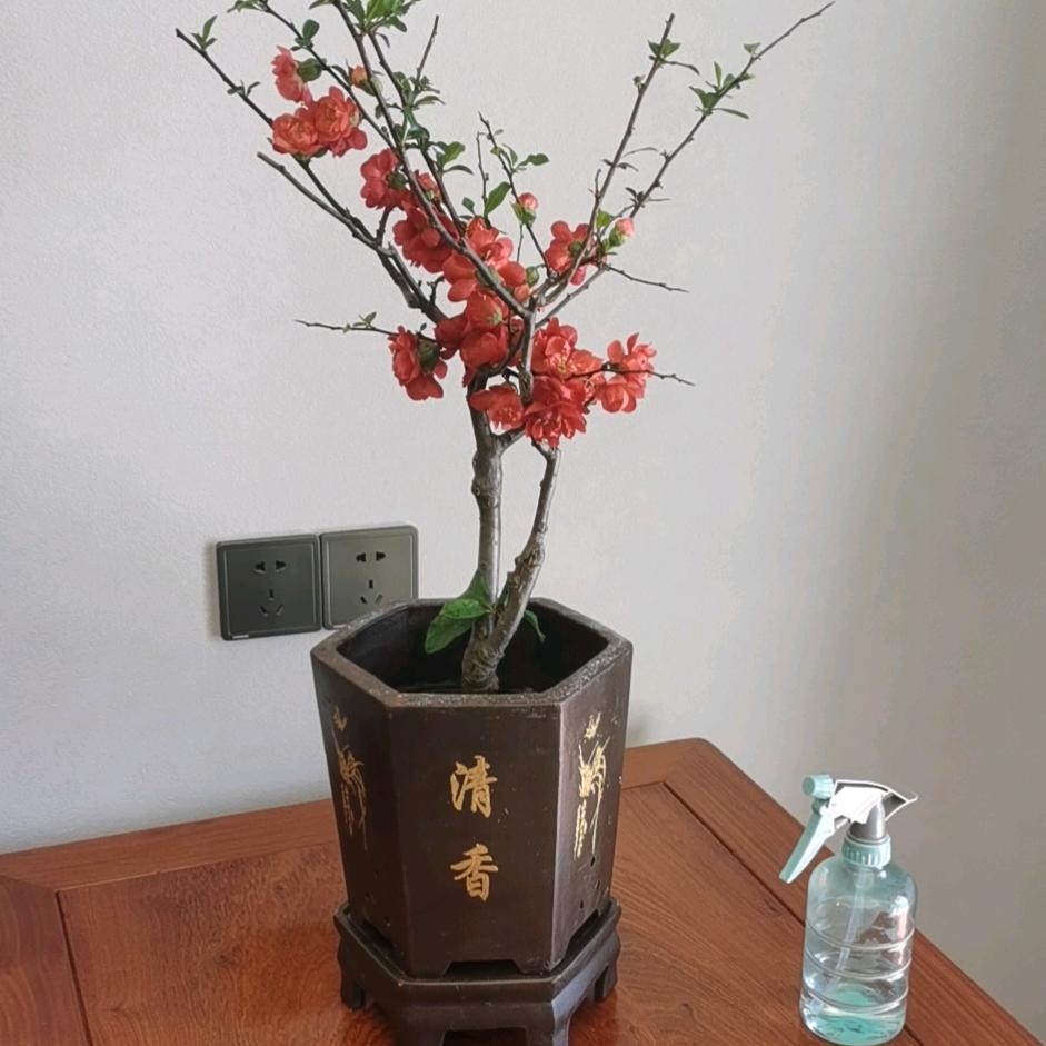 心陈则林