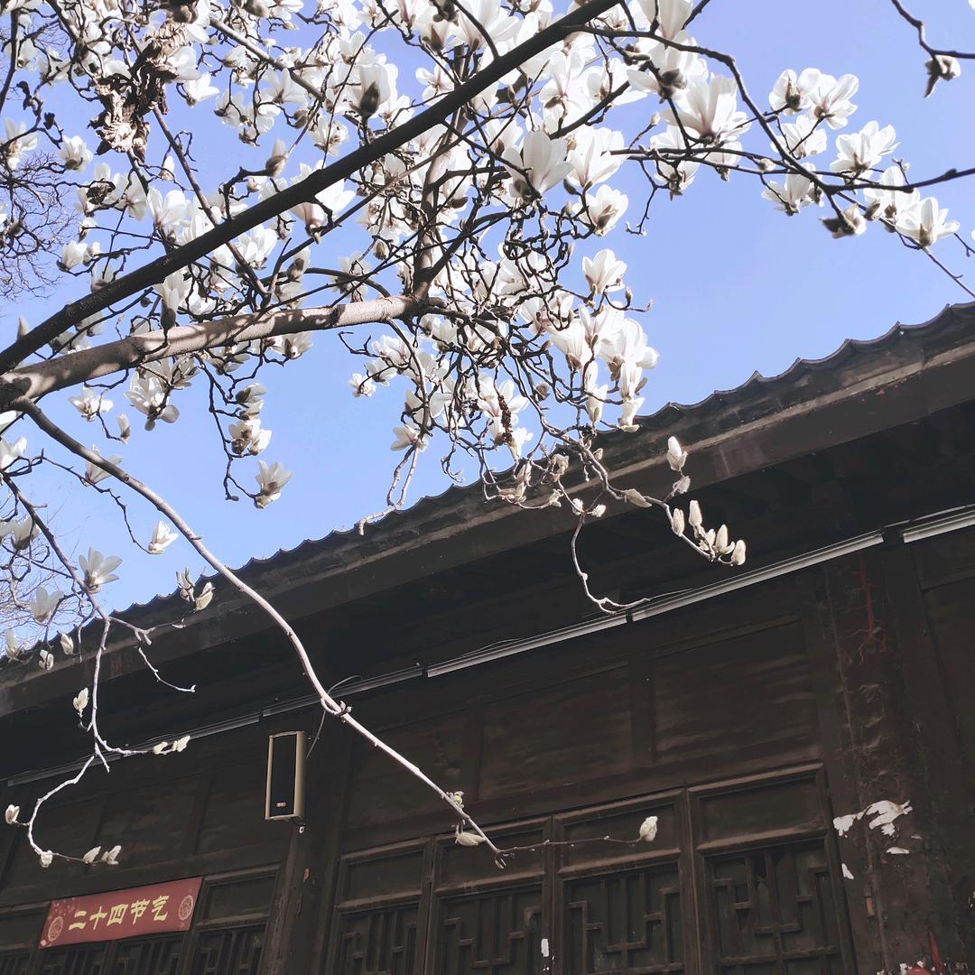 玉兰花