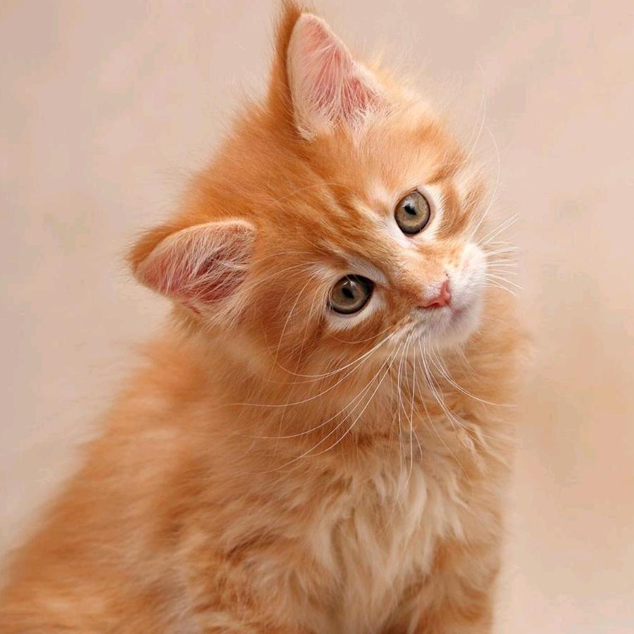 偷腥猫