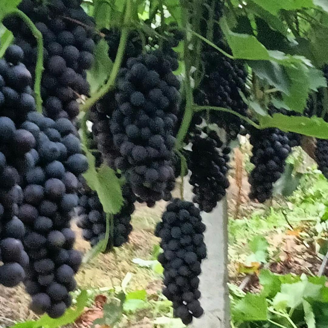 葡萄哥，轮胎销售