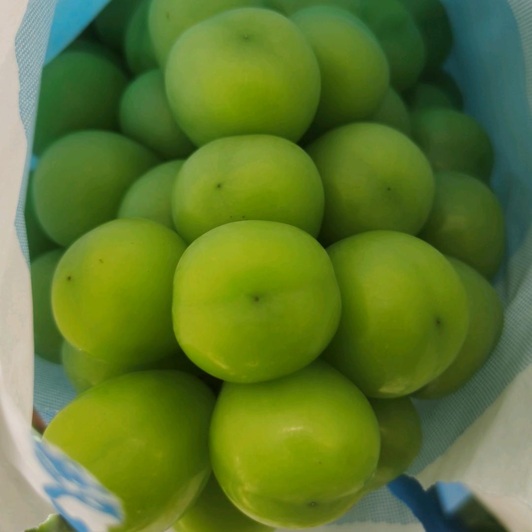 昌黎葡萄苗木源宇