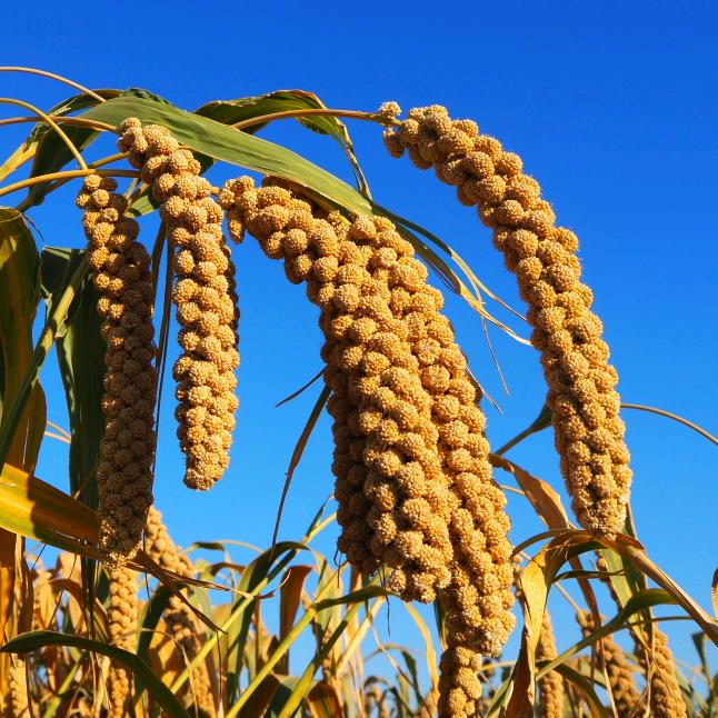 一粒小米的前世今生