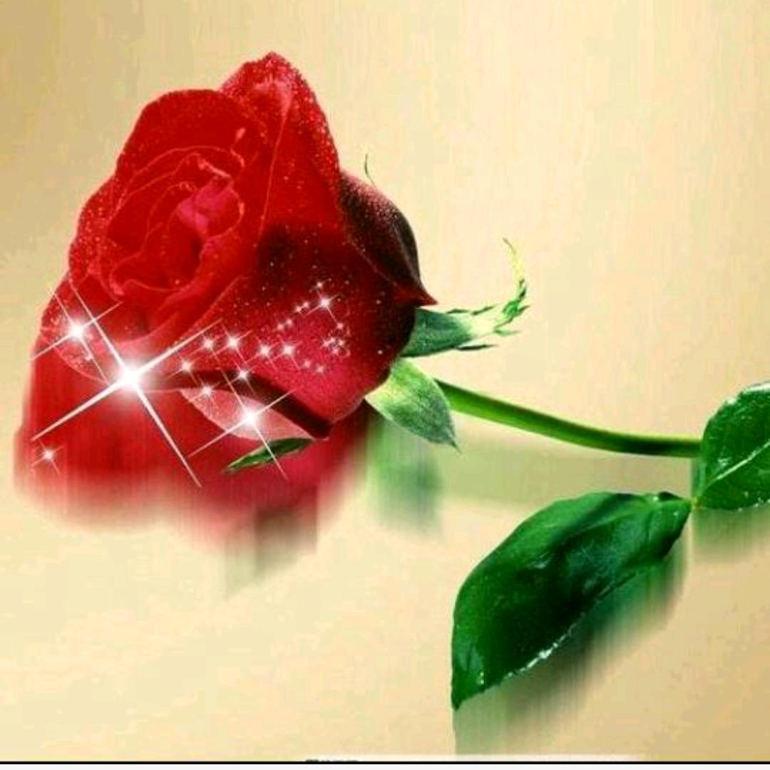 🌹玉🌹兔