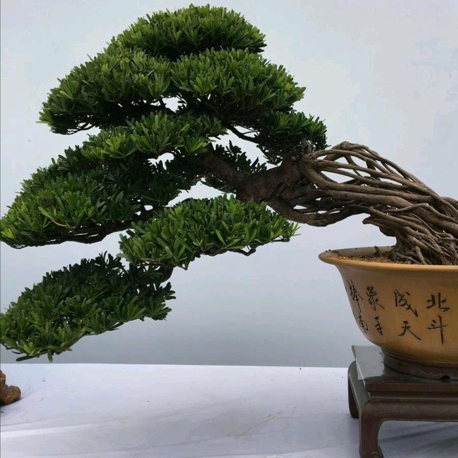 茂艺盆景园6668168批发罗汉松、造型