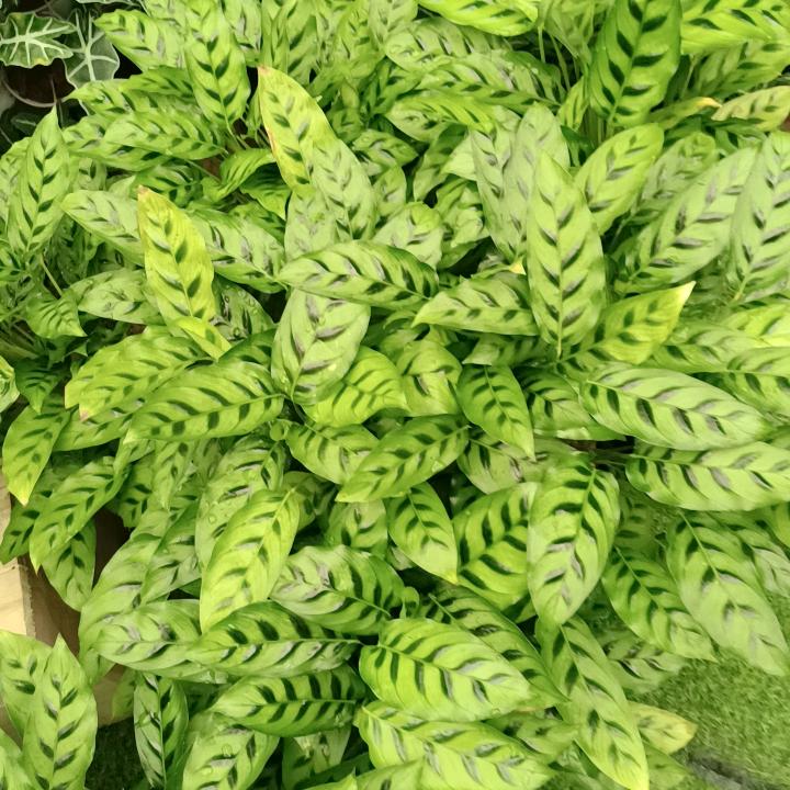 淡然₍˄·͈༝·͈˄*₎◞