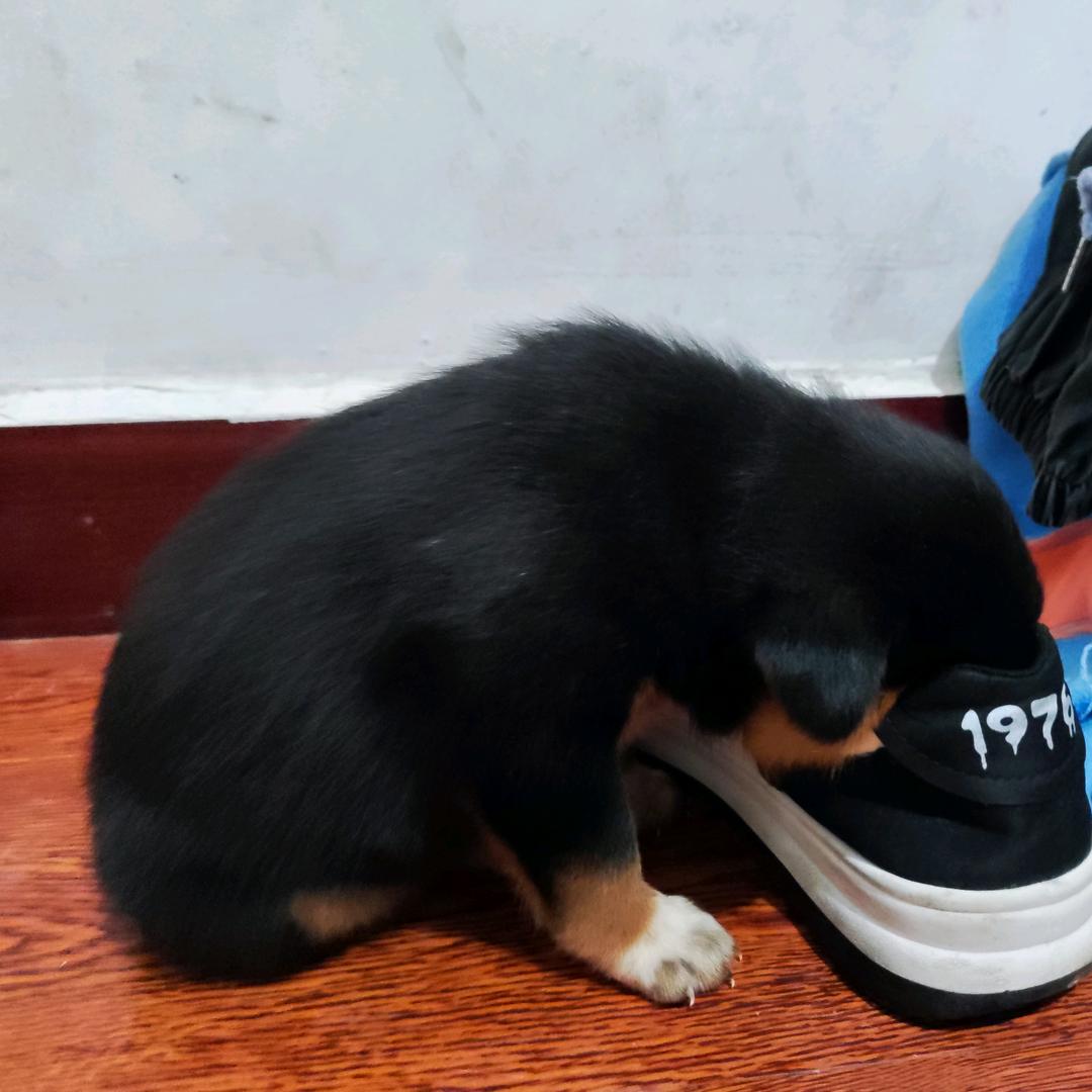 喂饱的狗不听话