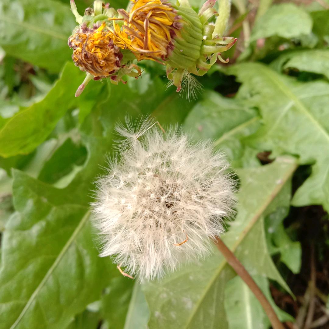 学彬中药材种植