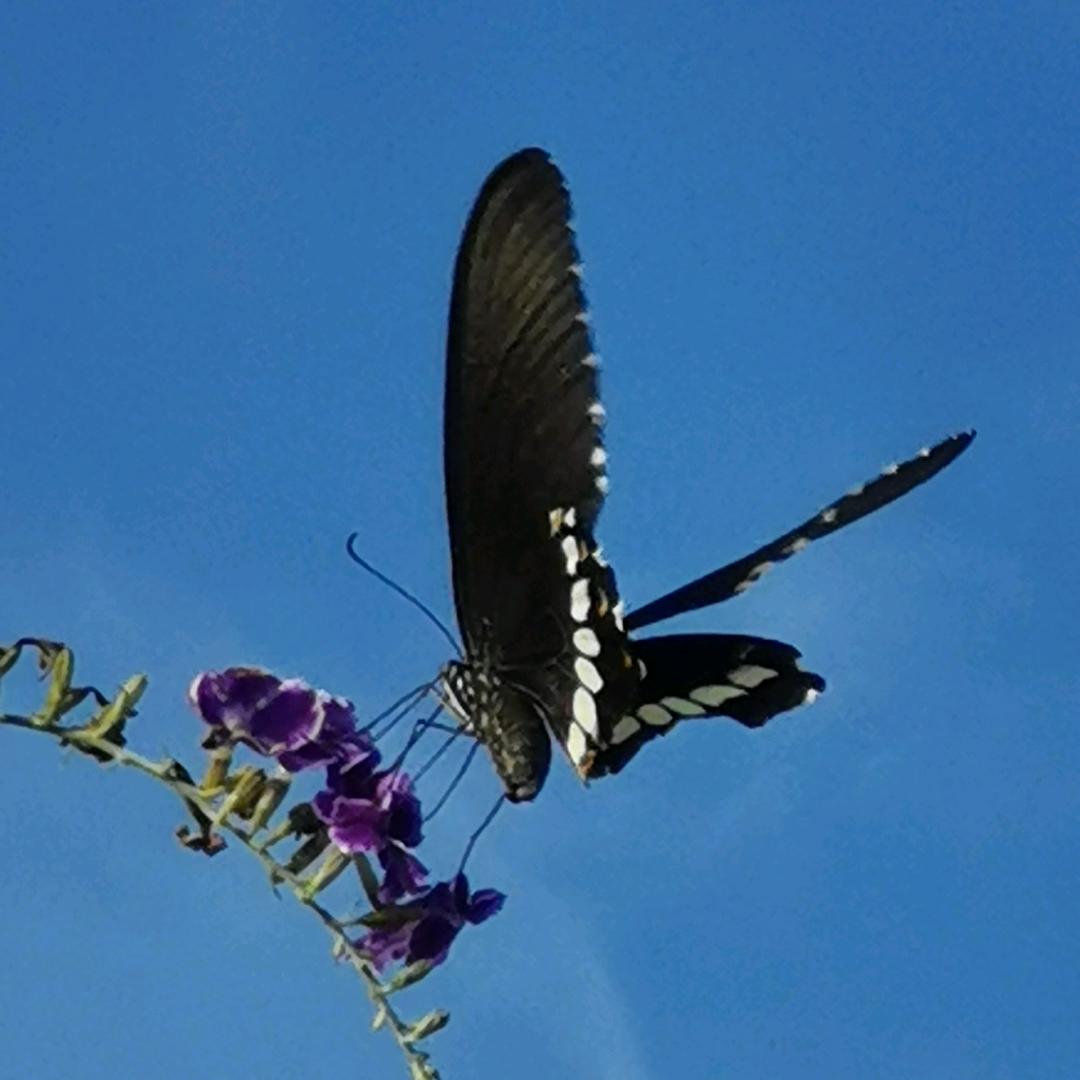 叉叉头像