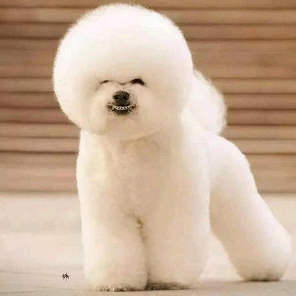 小勇萌宠生活馆