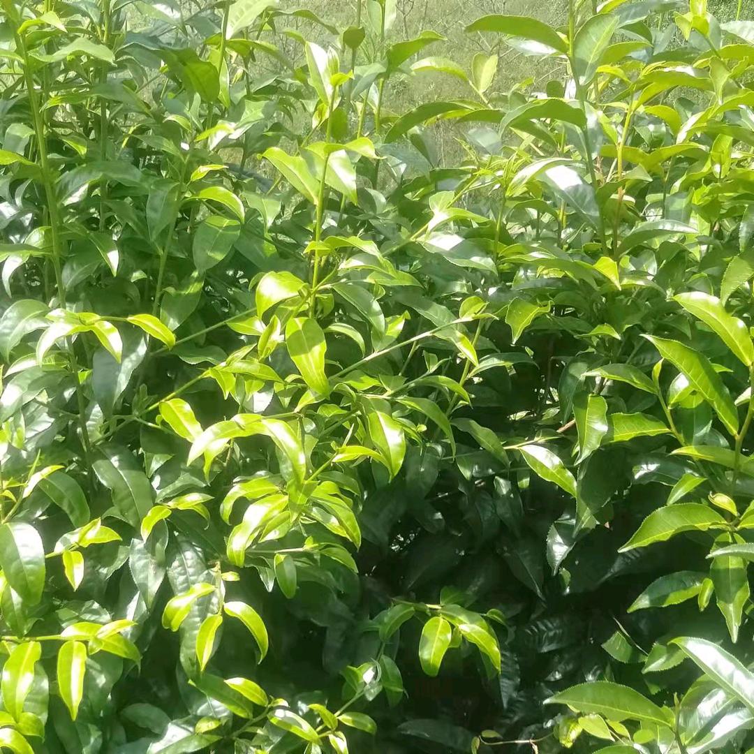 茶与人生