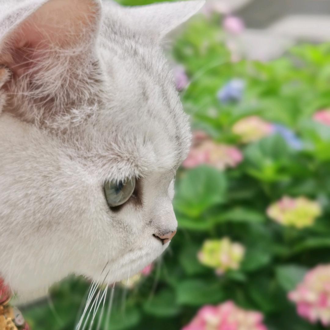 吃草的狮子🦁️