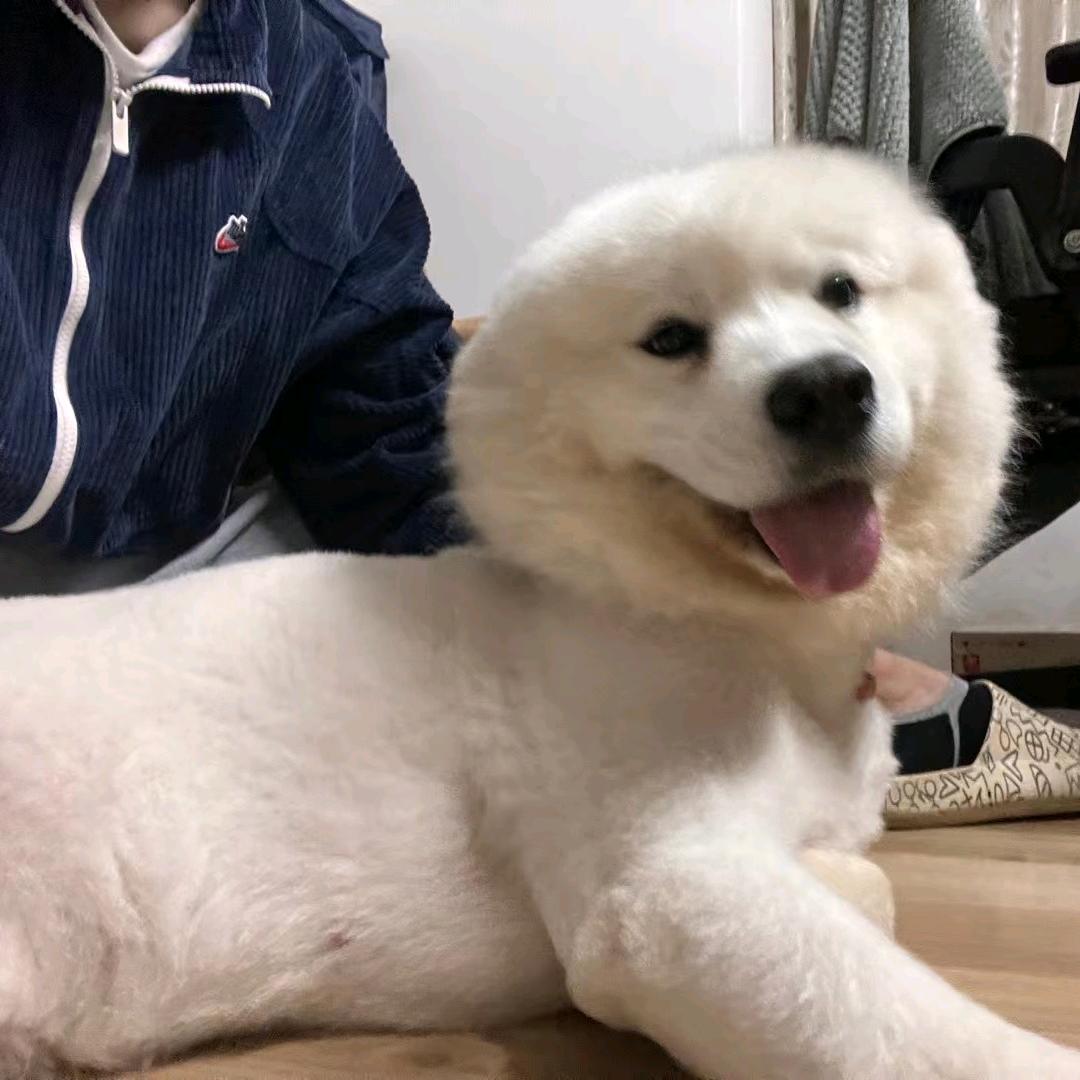 熊十一（三角洲跑刀版）