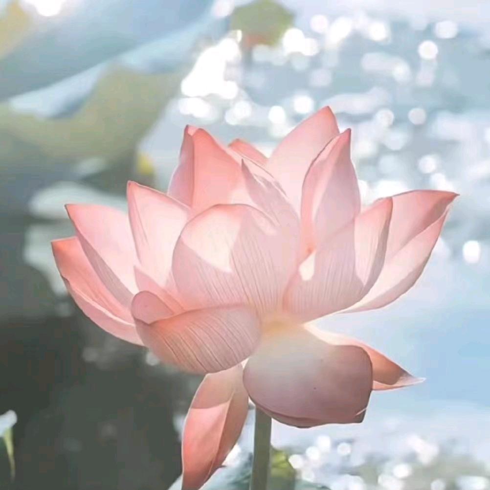 :花开富贵
