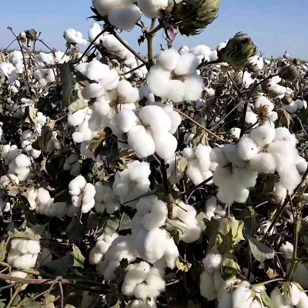 疆南花冠阿拉尔分冠