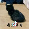 偷猫小分队队长丶