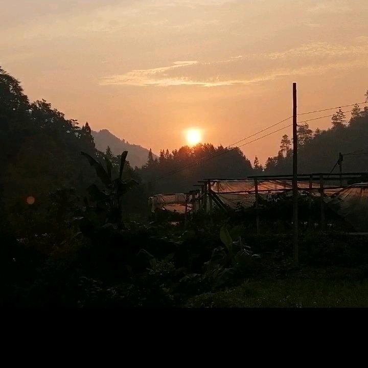 文华兰