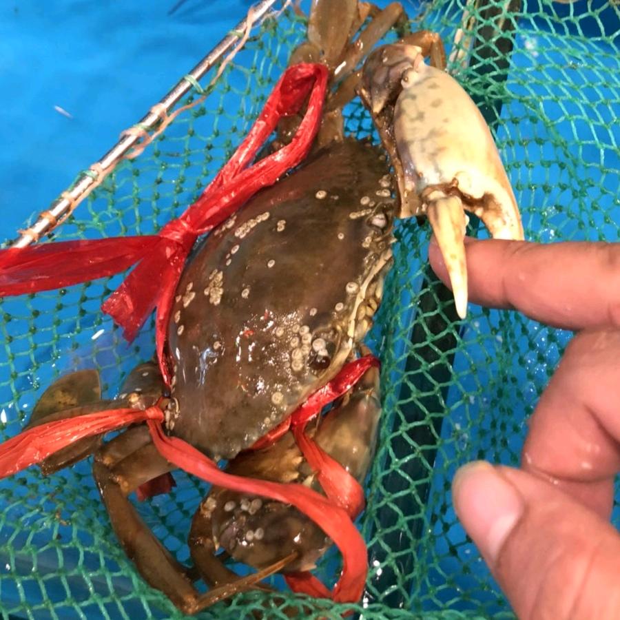 赶海小周水产