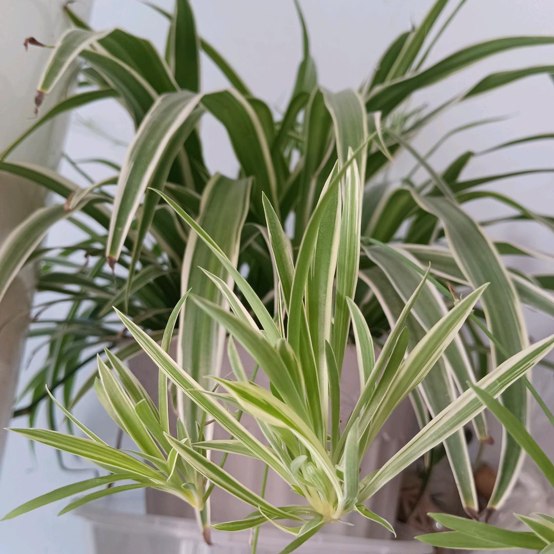 首艺美发：（理发五元）