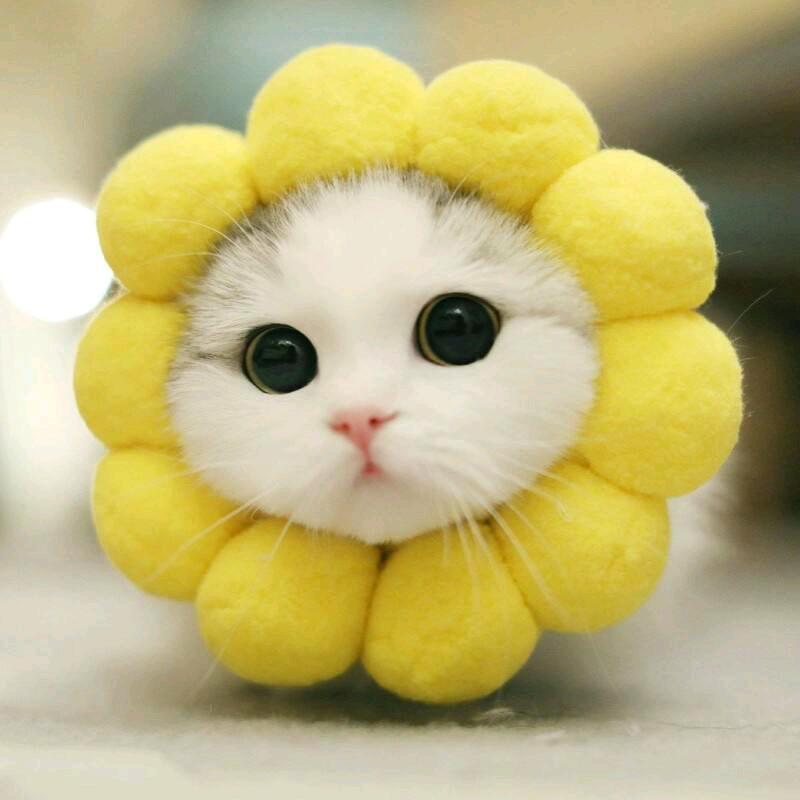 汪喵宠物记