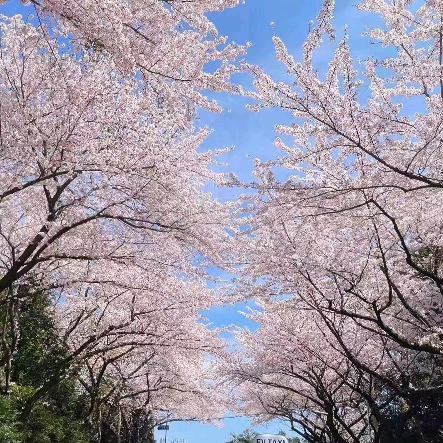 莫若嫣然_37838