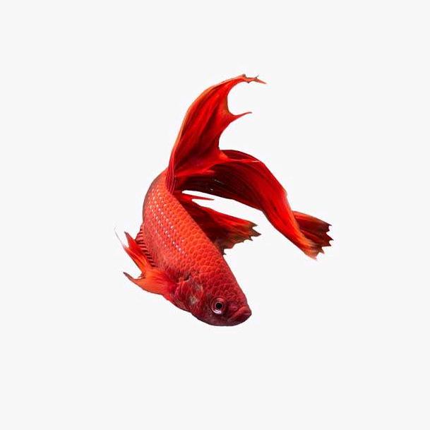 大海的鱼🐠