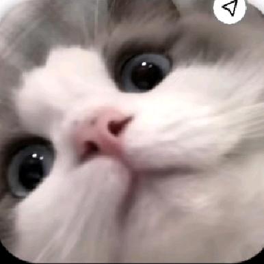小小鸽