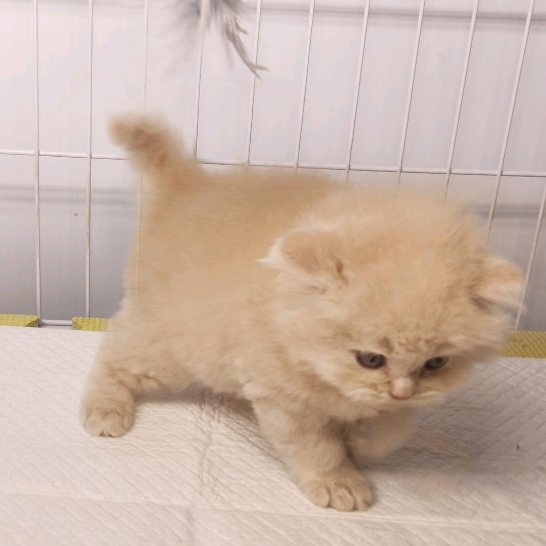 ，猫，